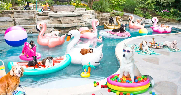 I Photographed A Pupper Pool Party!