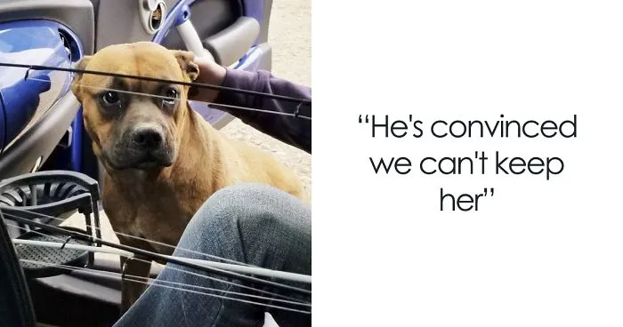 Woman Wants To Adopt A Starved And Terrified Dog, But Her Boyfriend's Response Will Break Your Heart