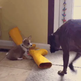 Este corgi da miedo