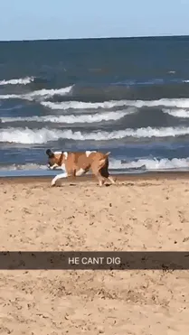 Boxer dog playfully attempts to dig on the sandy beach by the ocean waves.
