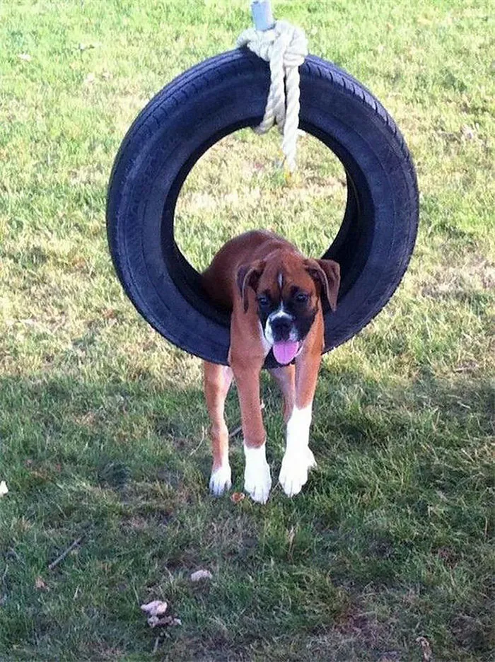 Boxer dog cutely stuck in a hanging tire swing on a grassy lawn.