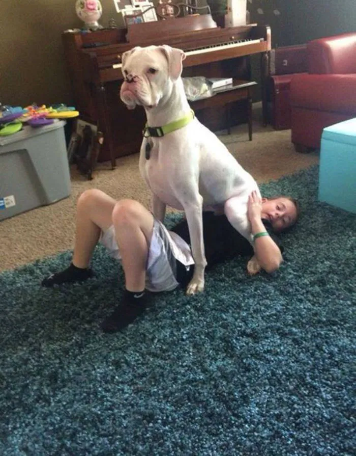 Boxer dog humorously sitting on a person's chest on a shaggy carpet in a cozy living room.