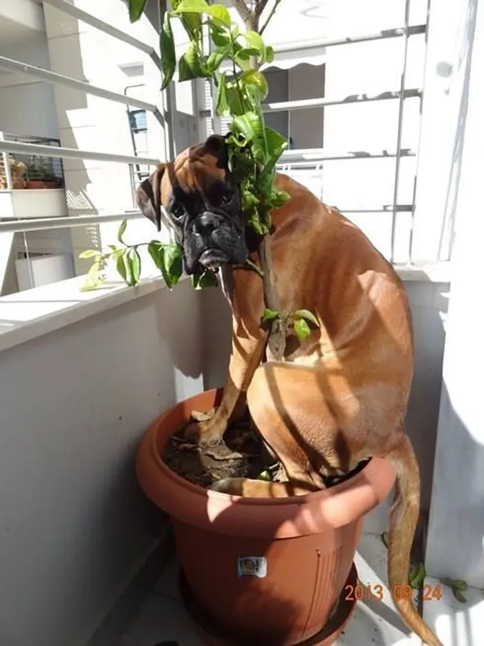 Boxer dog amusingly sitting in a large plant pot, demonstrating their adorable and quirky behavior.