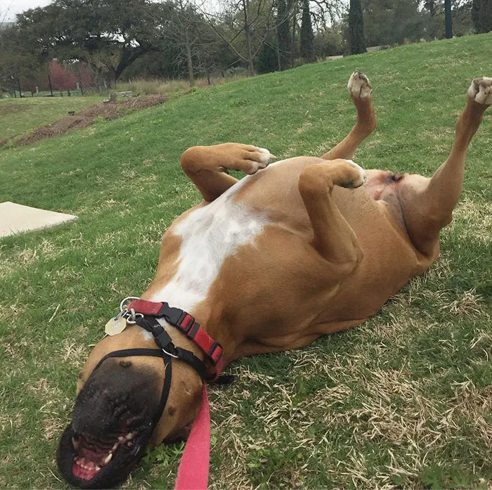 Funny boxer dog playfully rolling on grass, showcasing its adorable and quirky nature.