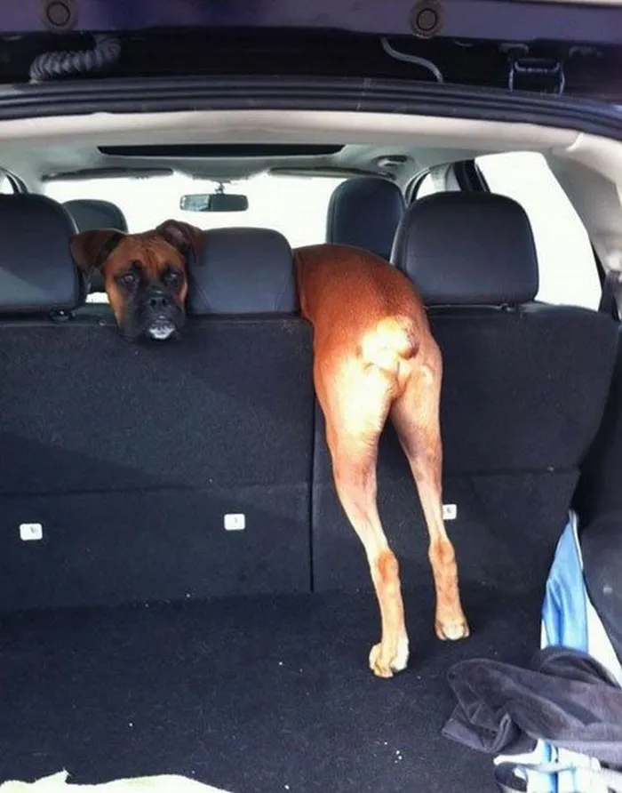 Boxer dog humorously stuck in a car, highlighting its adorable and quirky nature.