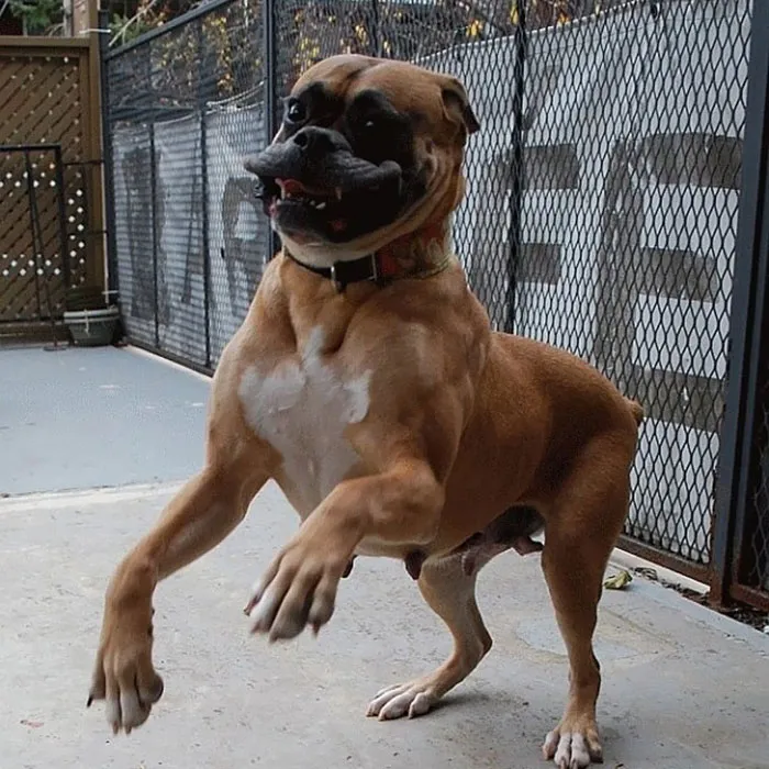 Playful boxer dog standing on hind legs with a goofy expression, showing its adorable and funny nature.