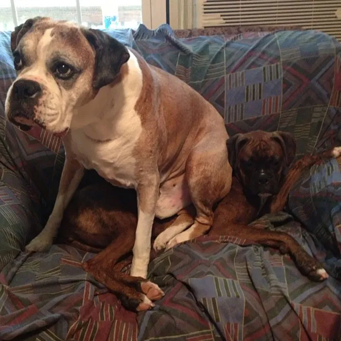 Two adorable boxers lounging on a patterned sofa, one playfully sitting on the other.