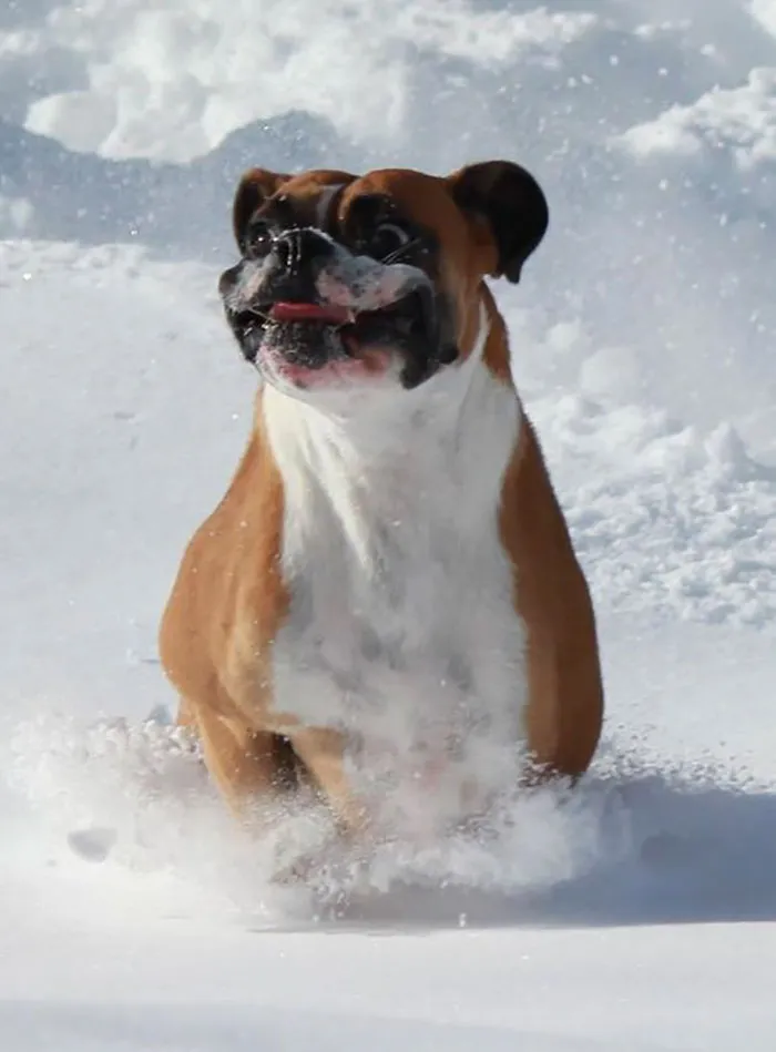 Boxer dog joyfully running through snow, showcasing its playful and adorable nature.