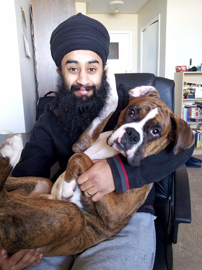Man holding a playful Boxer dog on his lap, showcasing their adorable nature.