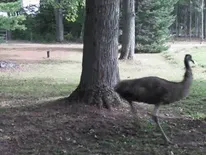 A boxer dog amusingly runs around a tree in a park, showcasing its weird yet adorable nature.