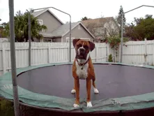 Chago Enjoying The Trampoline
