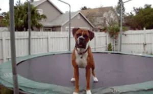 216 Hilarious Photos That Prove Boxers Are The Weirdest Yet Most Adorable Dogs Ever