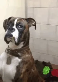 Hannibal's Owners Went On Vacation Without Him And Left Him At The Doggy Motel. This Is How Hannibal Greeted Them When They Returned