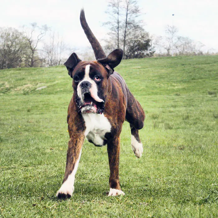 Boxer dog running joyfully on grass, embodying their weird yet adorable nature.