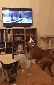Boxer dog amusingly watching TV in a cozy living room.