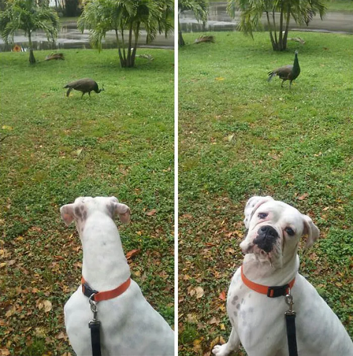 Boxer dog in a garden, looking curiously at peacocks nearby.