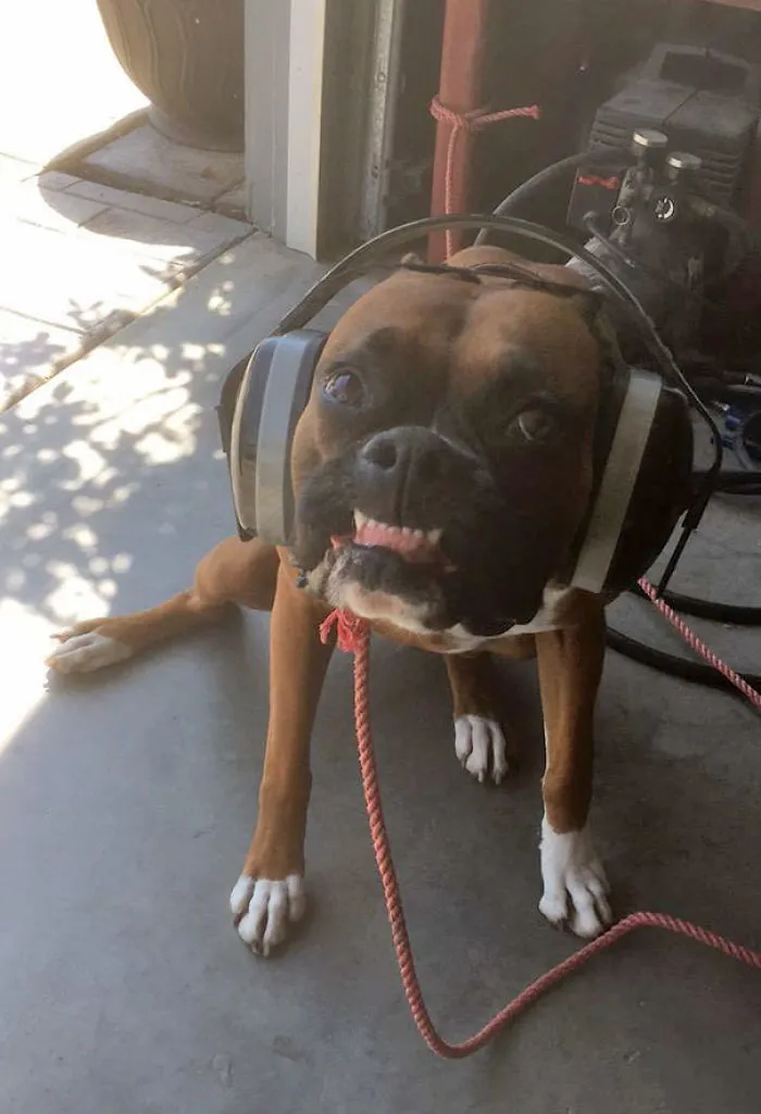Boxer dog sitting on concrete floor, wearing oversized headphones, shows playful expression.
