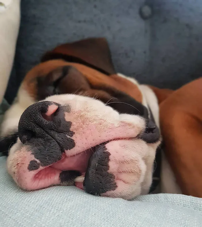 Boxer dog sleeping adorably on a cushion, showcasing its wrinkled face and funny pose.