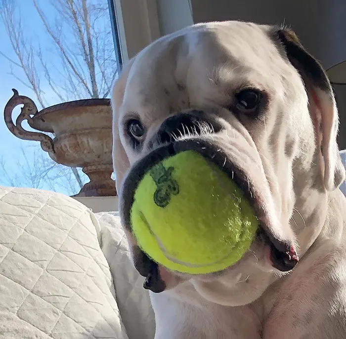 Boxer dog holding a tennis ball with a quirky expression, demonstrating their adorable and quirky nature.
