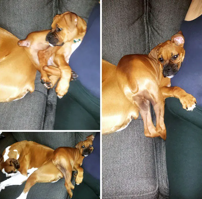 Boxer dogs in cute and funny poses on a sofa, showcasing their adorable and quirky nature.