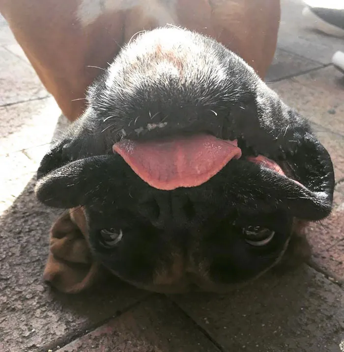 Cute Boxer dog lying upside down with tongue out, showcasing its funny and adorable personality.