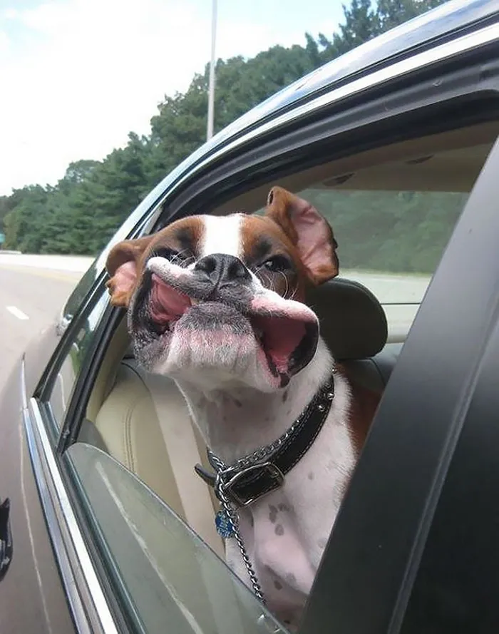 Boxer dog making a funny face out a car window, showcasing its quirky and adorable nature.