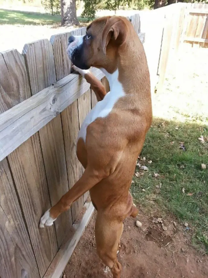 Boxer dog standing on hind legs, peering over a wooden fence in a garden setting.