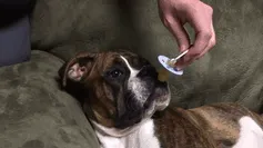 Boxer dog on a couch, playfully interacting with a pacifier held by a hand, showing its adorable and funny behavior.