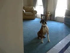 Tyson's Reaction To An Offer To Go For A Walk