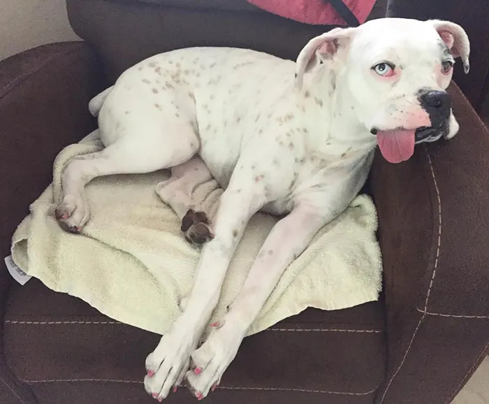 A quirky boxer dog lounging on a chair with tongue out, showing its adorable and weird personality.