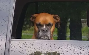 216 Hilarious Photos That Prove Boxers Are The Weirdest Yet Most Adorable Dogs Ever