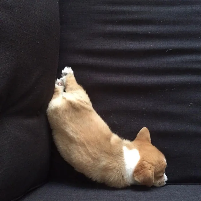 The Most Comfortable Sofa Ever