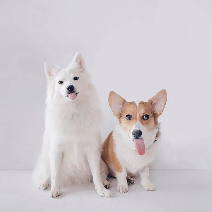 Guess Who Has A Longer Tongue