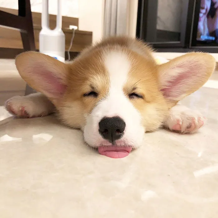 Baby Donut Sleeping Is The Most Precious Thing Ever