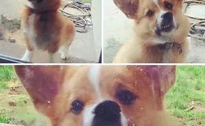 107 Hilariously Adorable Reasons Why The Queen Chose Corgis