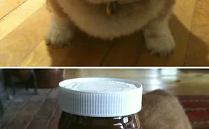 107 Hilariously Adorable Reasons Why The Queen Chose Corgis