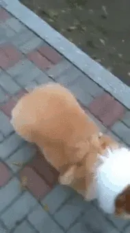 Mueve tu cu-cu