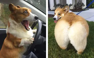 107 Hilariously Adorable Reasons Why The Queen Chose Corgis