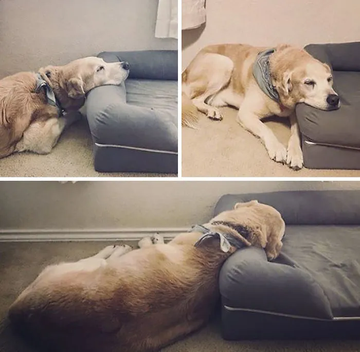 Most Expensive Pillow. Dog Has Early Arthritis So I Bought Him An Orthopedic Bed. This Is How He Enjoys It