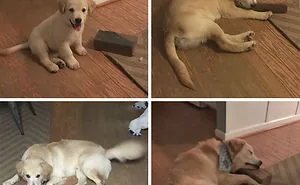 122 Idiot Dogs That Will Crack You Up