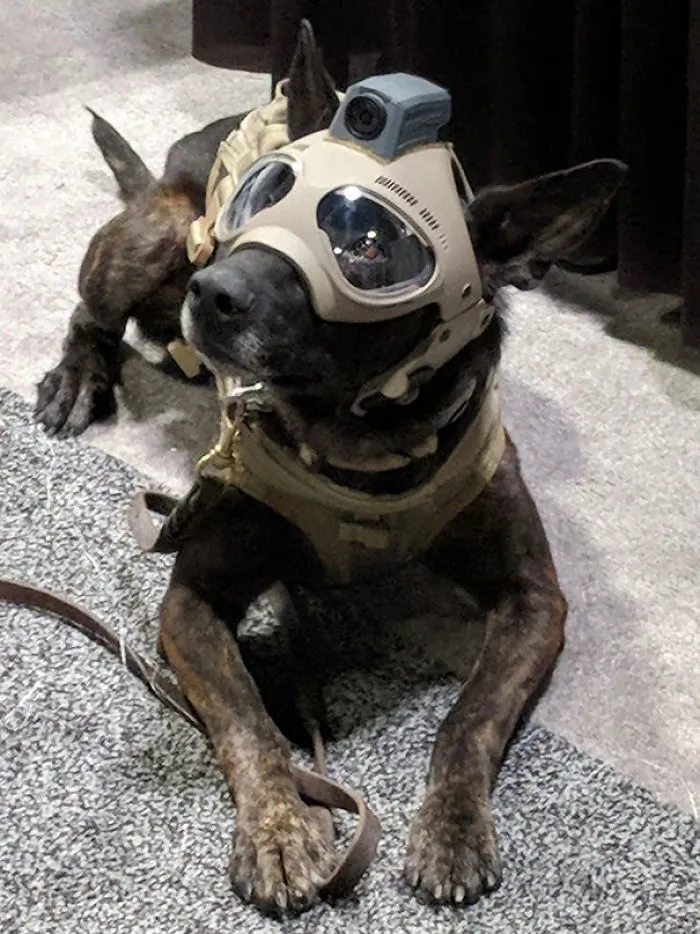 Casco táctico para perros