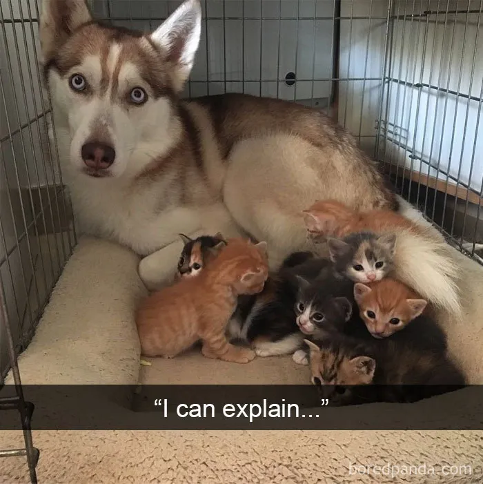 "I Can Explain..."
