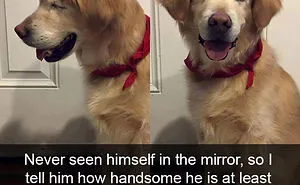 50 Hilarious Dog Snapchats That Are Impawsible Not To Laugh At (Part 5)