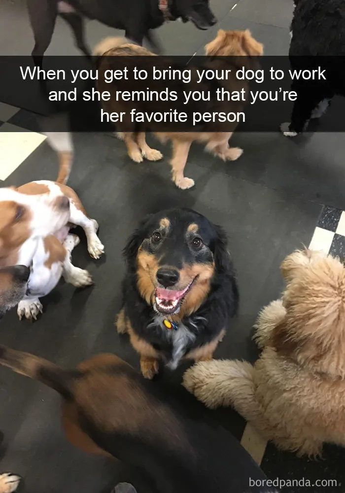 When You Get To Bring Your Dog To Work And She Reminds You That You’re Her Favorite Person