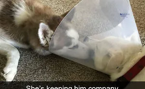 50 Hilarious Dog Snapchats That Are Impawsible Not To Laugh At (Part 5)