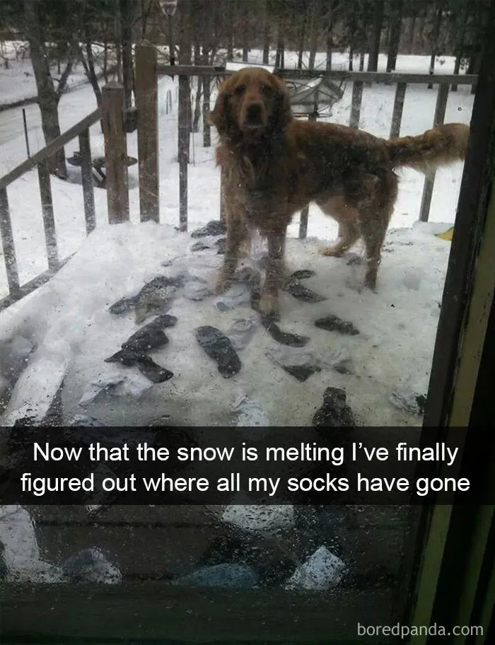 Now That The Snow Is Melting I've Finally Figured Out Where All My Socks Have Gone