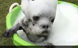 50 Hilarious Dog Snapchats That Are Impawsible Not To Laugh At (Part 5)