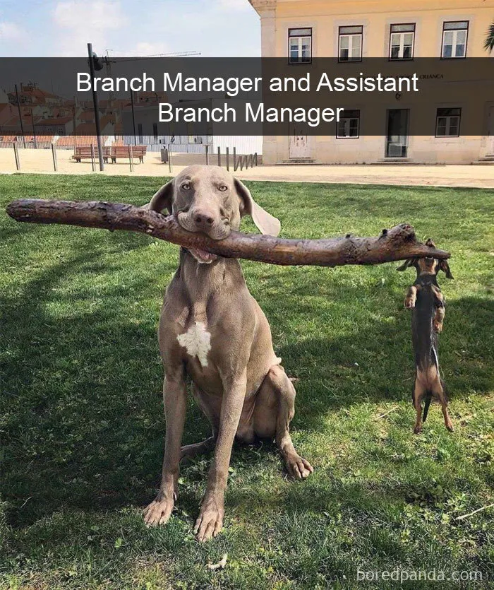 Branch Manager And Assistant Branch Manager