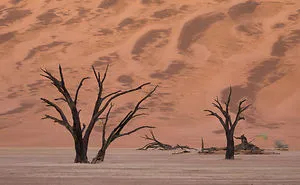 Images Of The Dead Trees Of Deadvlei In Magical Mist After A Rainstorm