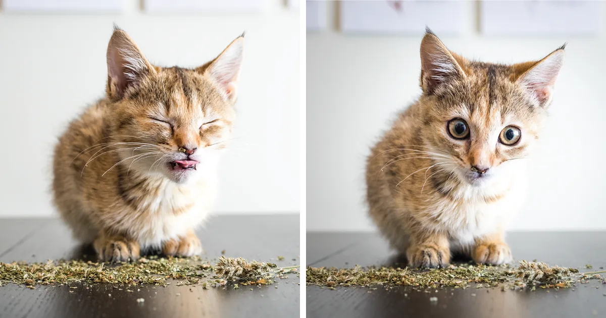 Hago fotos a gatos puestos de nébeda, y es muy divertido (19 imágenes)